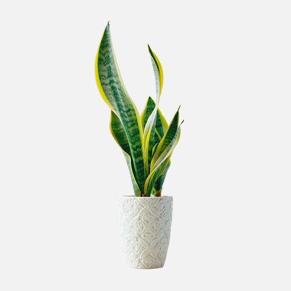 Snake Plant