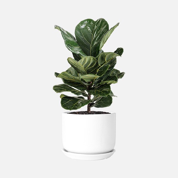 Fiddle Leaf Fig